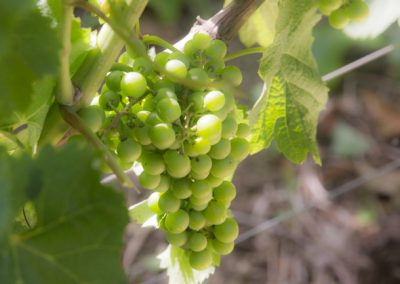 Photos corporate vignoble