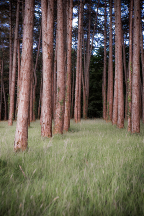 Paysages Périgord Noir © Nicolas Gornas