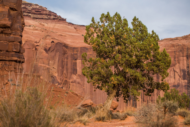 © Nicolas Gornas © Nicolas Gornas