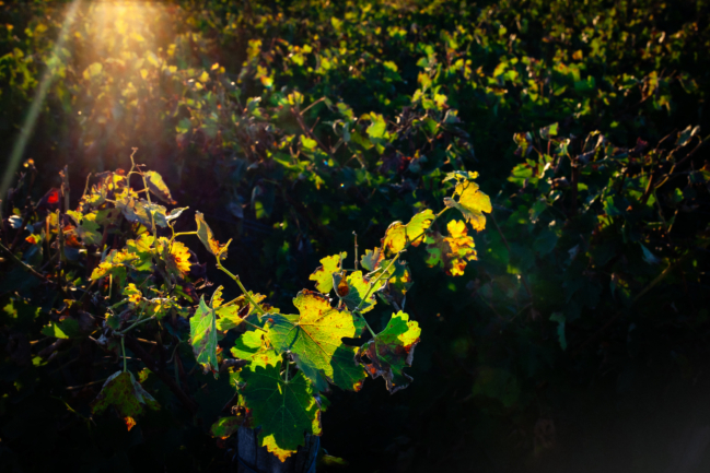 © Nicolas Gornas © Nicolas Gornas