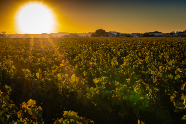 © Nicolas Gornas © Nicolas Gornas