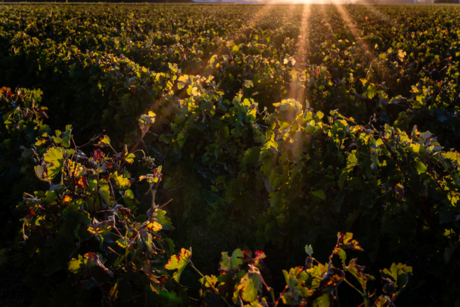 © Nicolas Gornas © Nicolas Gornas