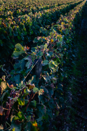 © Nicolas Gornas © Nicolas Gornas