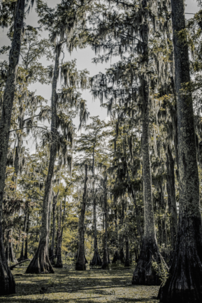 PM5A1283 Modifier copie PM5A1283 Modifier copie