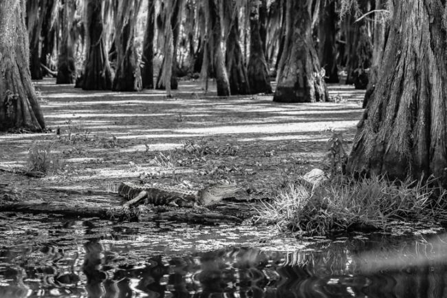 PM5A1331 Modifier PM5A1331 Modifier